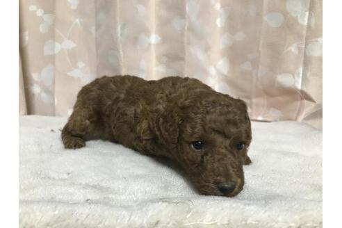 成約済の長崎県のトイプードル-71630の4枚目