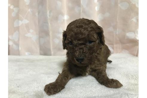 成約済の長崎県のトイプードル-71633の1枚目