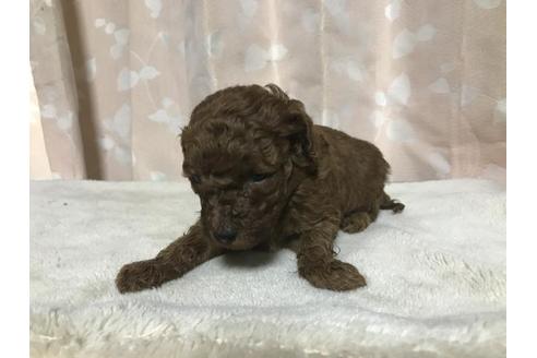 成約済の長崎県のトイプードル-71633の3枚目