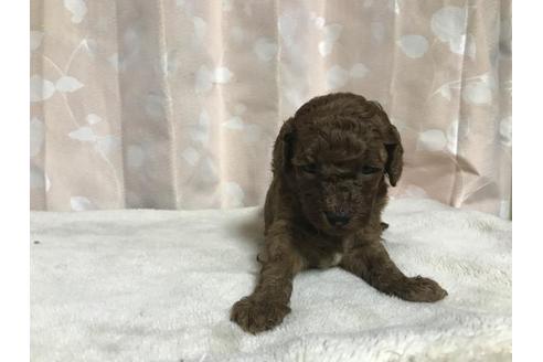 成約済の長崎県のトイプードル-71633の2枚目