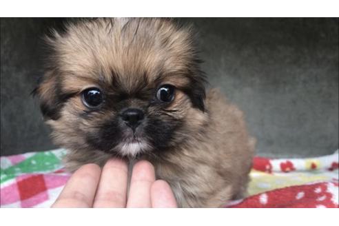 成約済の山梨県のミックス犬-71669