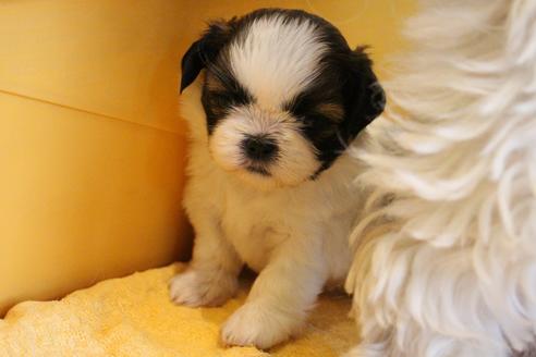 成約済の愛知県のシーズー-69940の12枚目