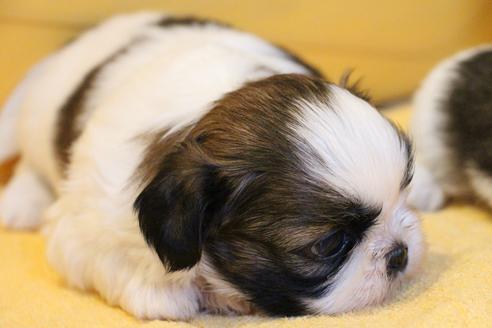 成約済の愛知県のシーズー-69940の11枚目