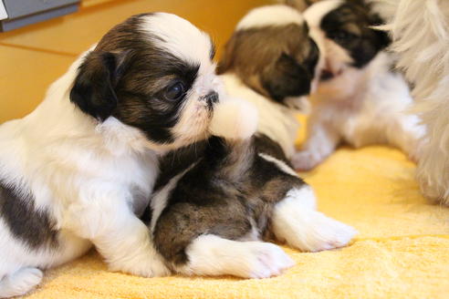 成約済の愛知県のシーズー-69940の10枚目