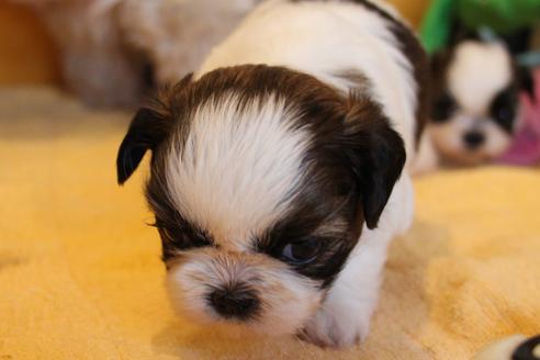 成約済の愛知県のシーズー-69940の9枚目