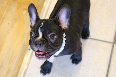 成約済の愛知県のフレンチブルドッグ-68193の13枚目