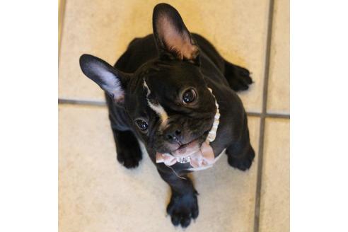 成約済の愛知県のフレンチブルドッグ-68193の12枚目