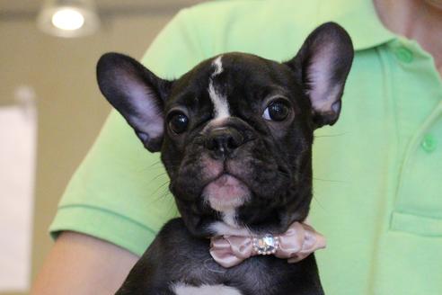成約済の愛知県のフレンチブルドッグ-68193の11枚目