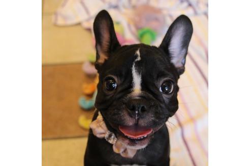 成約済の愛知県のフレンチブルドッグ-68193の10枚目