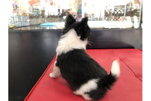 成約済の京都府のチワワ(ロングコート)-71148の4枚目