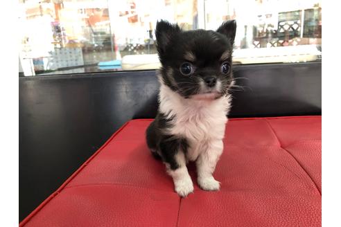 成約済の京都府のチワワ(ロングコート)-71148の3枚目