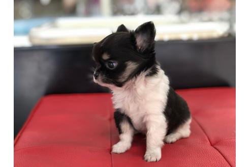 成約済の京都府のチワワ(ロングコート)-71148の2枚目