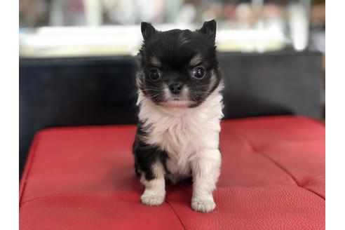 成約済の京都府のチワワ(ロングコート)-71148の1枚目