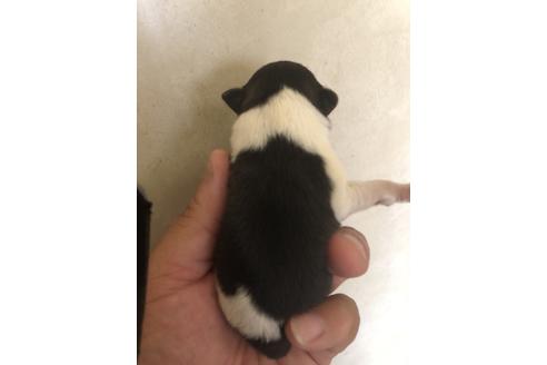 成約済の三重県のポメラニアン-71674の2枚目