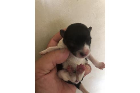 成約済の三重県のポメラニアン-71674の1枚目