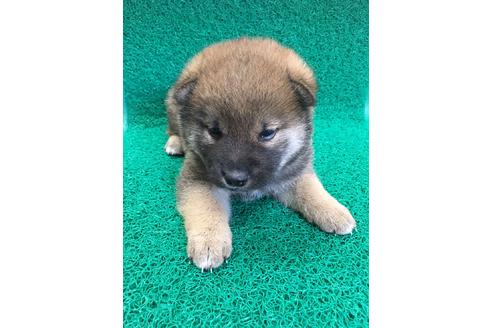子犬