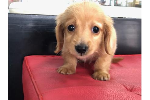 成約済の京都府のミニチュアダックスフンド(ロングヘアード)-70650の4枚目