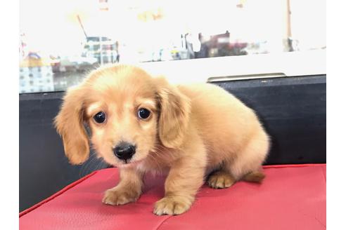 成約済の京都府のミニチュアダックスフンド(ロングヘアード)-70650の2枚目