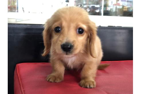 成約済の京都府のミニチュアダックスフンド(ロングヘアード)-70650の1枚目