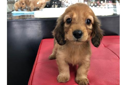 成約済の京都府のミニチュアダックスフンド(ロングヘアード)-70649の1枚目