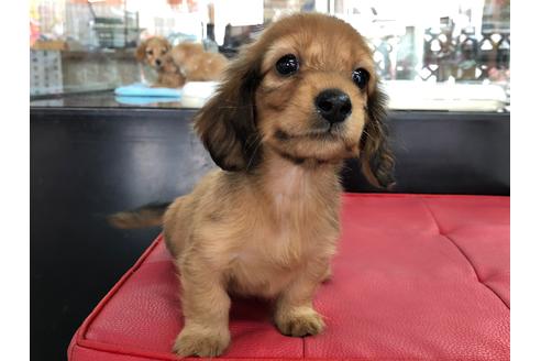 成約済の京都府のミニチュアダックスフンド(ロングヘアード)-70649の2枚目