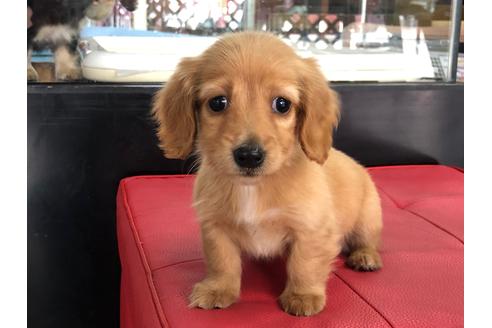 成約済の京都府のミニチュアダックスフンド(ロングヘアード)-71680