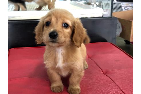 成約済の京都府のミニチュアダックスフンド(ロングヘアード)-71680の5枚目