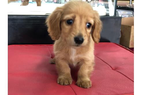 成約済の京都府のミニチュアダックスフンド(ロングヘアード)-71680の4枚目