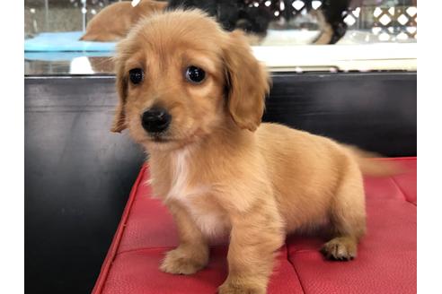 成約済の京都府のミニチュアダックスフンド(ロングヘアード)-71680の3枚目