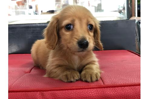 成約済の京都府のミニチュアダックスフンド(ロングヘアード)-71680の2枚目