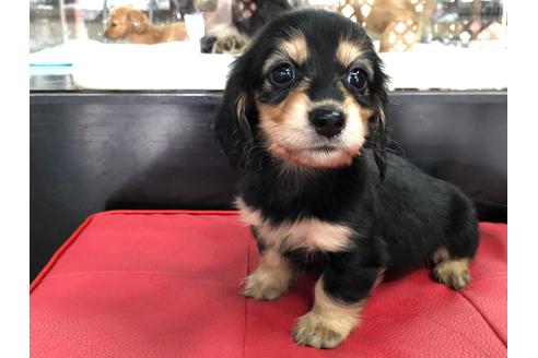 成約済の京都府のミニチュアダックスフンド(ロングヘアード)-71681