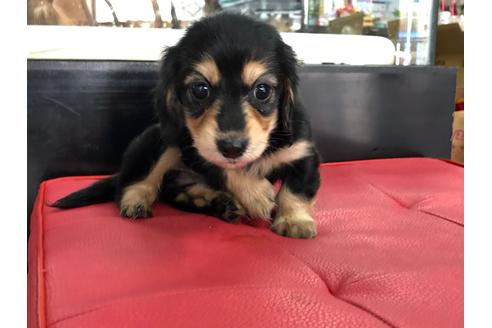 成約済の京都府のミニチュアダックスフンド(ロングヘアード)-71681の7枚目