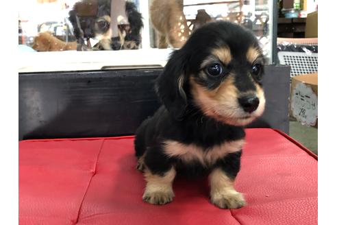 成約済の京都府のミニチュアダックスフンド(ロングヘアード)-71681の6枚目