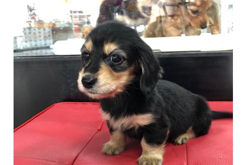 成約済の京都府のミニチュアダックスフンド(ロングヘアード)-71681の4枚目