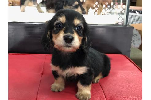 成約済の京都府のミニチュアダックスフンド(ロングヘアード)-71681の3枚目