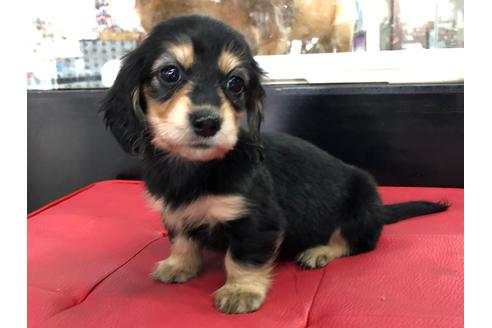 成約済の京都府のミニチュアダックスフンド(ロングヘアード)-71681の2枚目