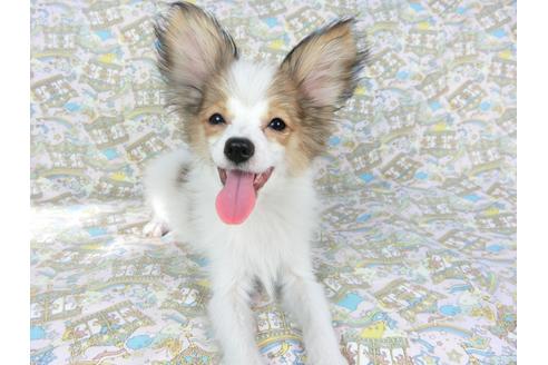 成約済の千葉県のパピヨン-69705の8枚目