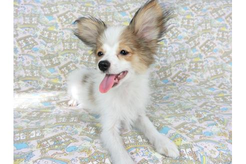 成約済の千葉県のパピヨン-69705の7枚目