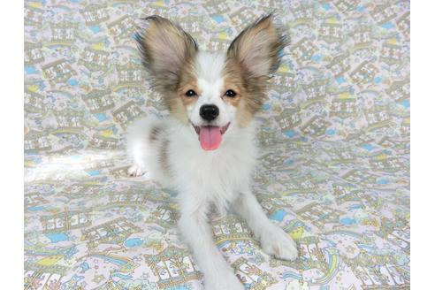 成約済の千葉県のパピヨン-69705の6枚目