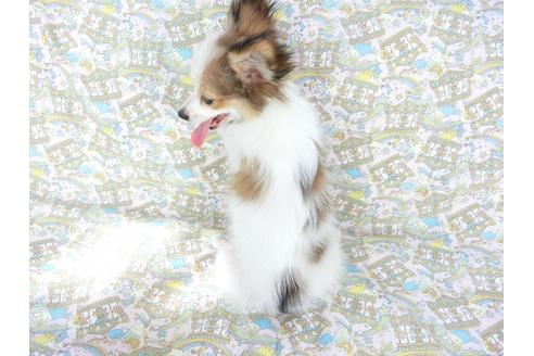 成約済の千葉県のパピヨン-69705の5枚目