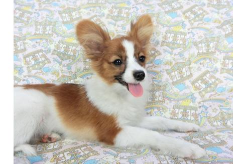 成約済の千葉県のパピヨン-71690の1枚目