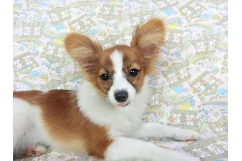 成約済の千葉県のパピヨン-71690の4枚目