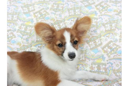 成約済の千葉県のパピヨン-71690の3枚目