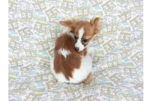 成約済の千葉県のパピヨン-71690の2枚目