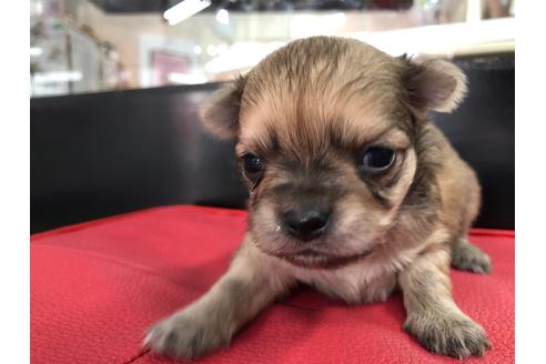 成約済の京都府のチワワ(ロングコート)-71727