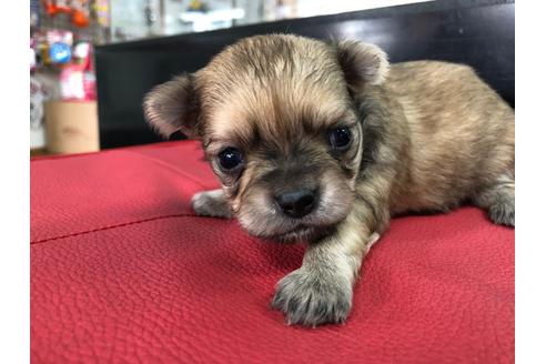 成約済の京都府のチワワ(ロングコート)-71727の5枚目