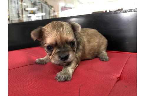 成約済の京都府のチワワ(ロングコート)-71727の4枚目