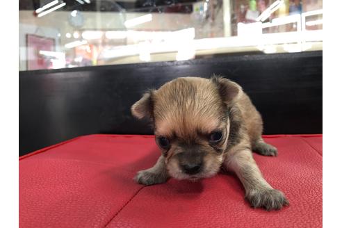 成約済の京都府のチワワ(ロングコート)-71727の3枚目