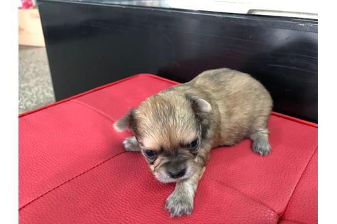 成約済の京都府のチワワ(ロングコート)-71727の2枚目