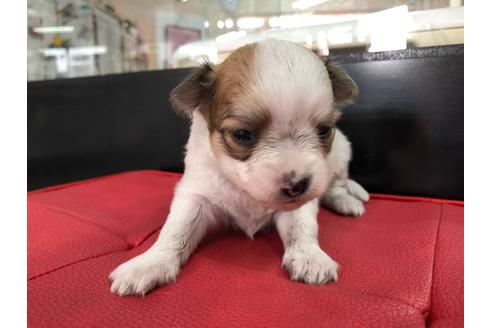 成約済の京都府のチワワ(ロングコート)-71730の7枚目